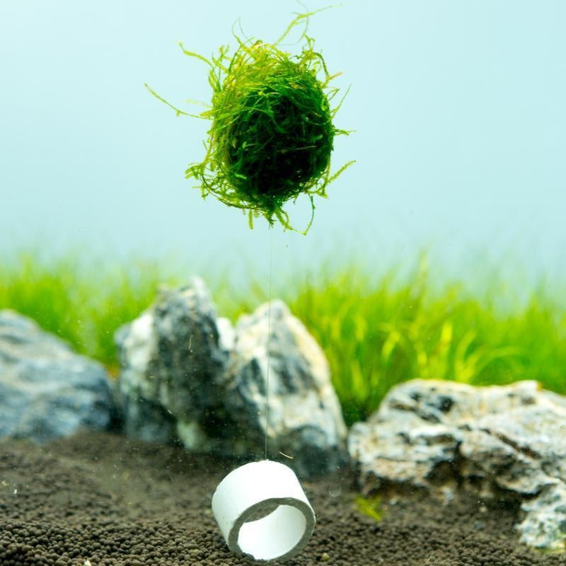 Floating Christmas Moss Ball
