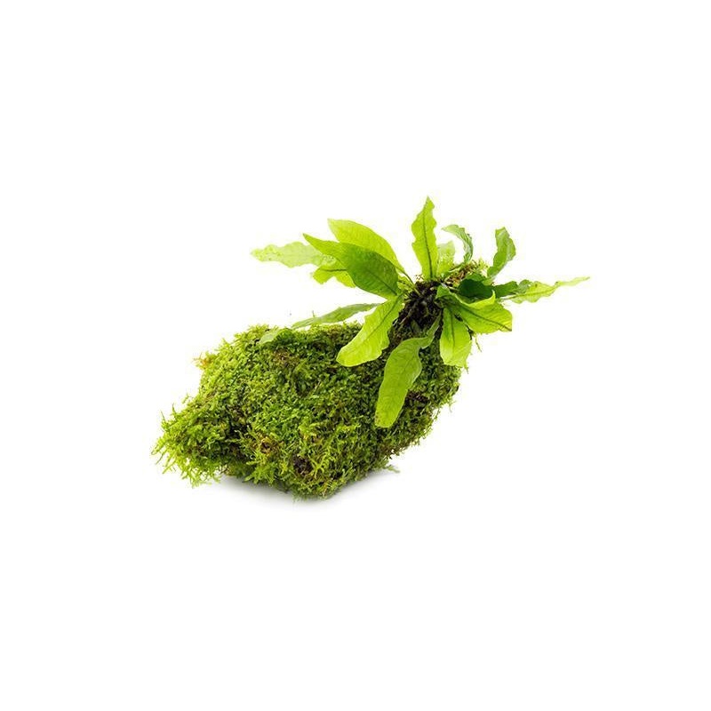 Java Fern and Christmas Moss on Driftwood