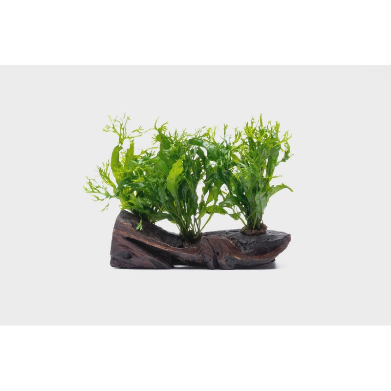 Microsorum Pteropus Java Fern Windelov Large