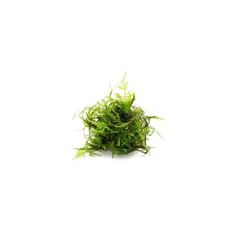PEACOCK MOSS