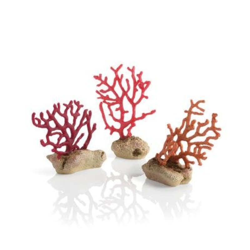 Seychelles Sea Whip Set
