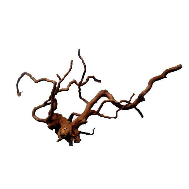 Spider Wood
