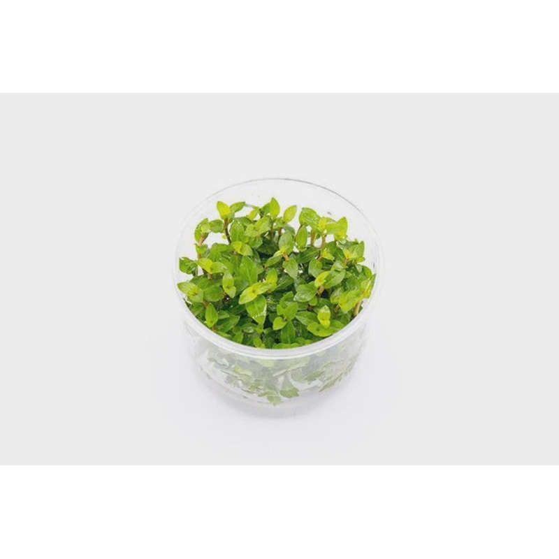 Staurogyne Repens