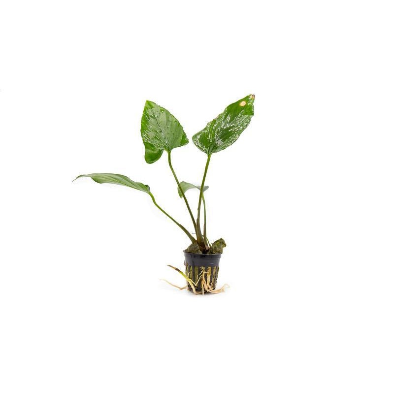 Anubias Hastifolia