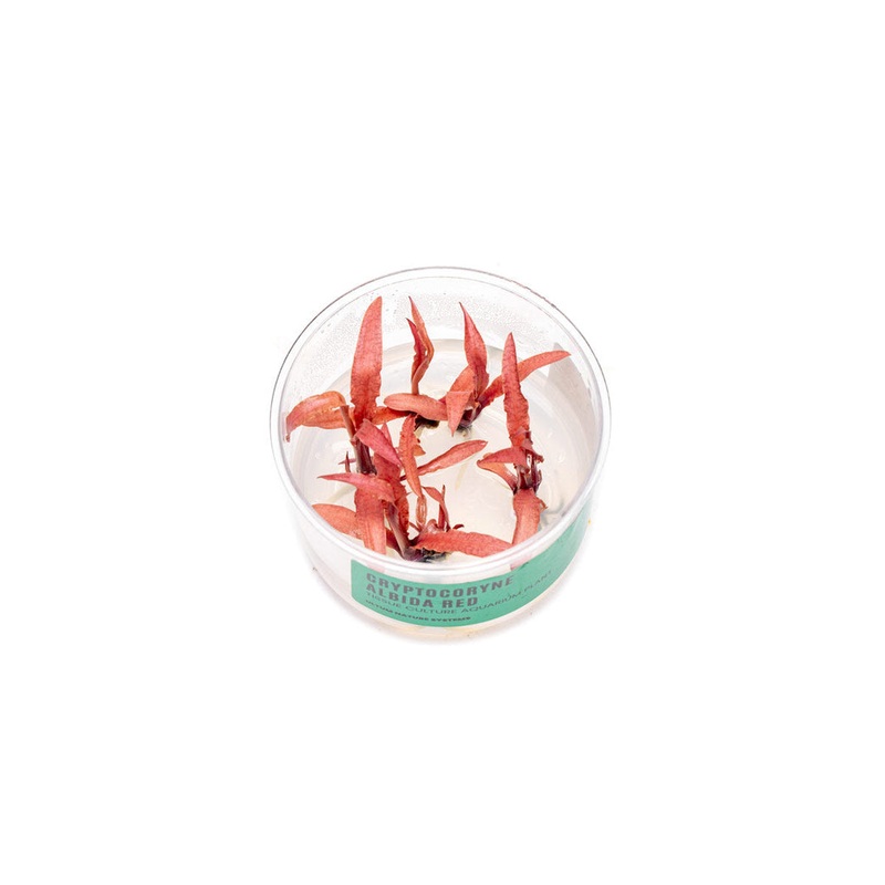 Cryptocoryne Albida Red Tissue Culture