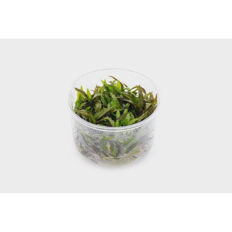 Cryptocoryne Mioya