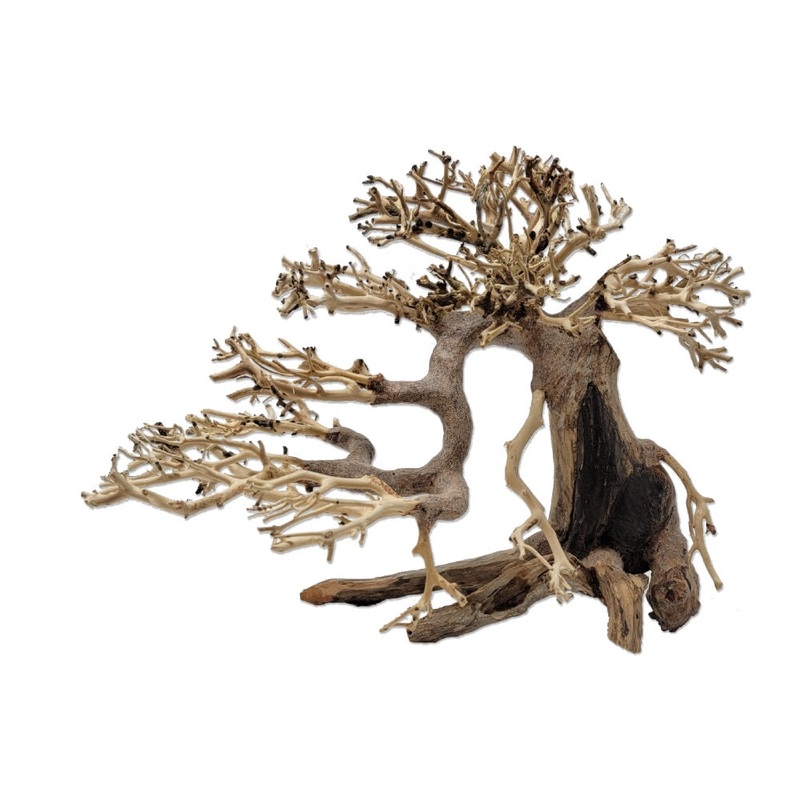 Dragon Bonsai