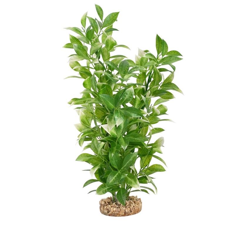 Fluval White Tipped Ludwigia Plant 14in