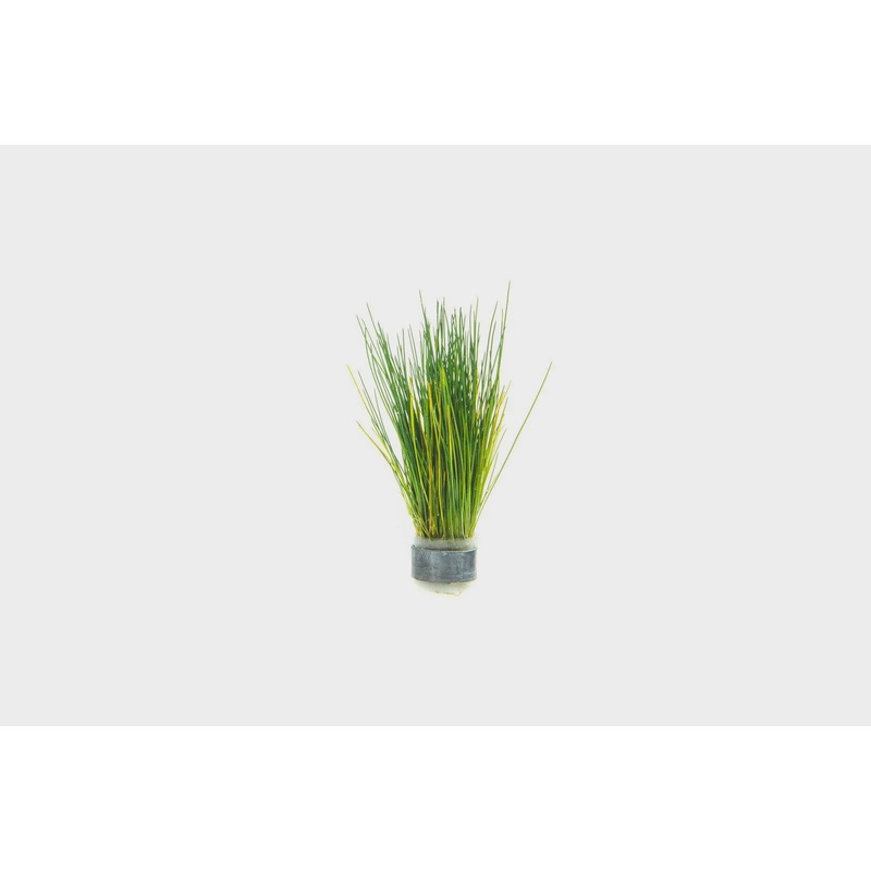 HAIR GRASS