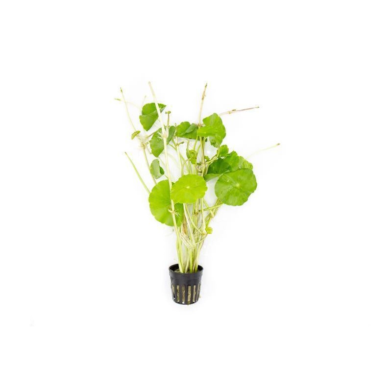 Hydrocotyle Verticillata PENNYWORT
