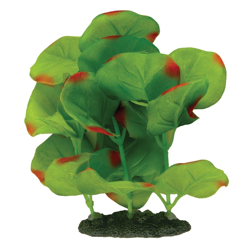 MA Nat Green Moneywort Forground Plant