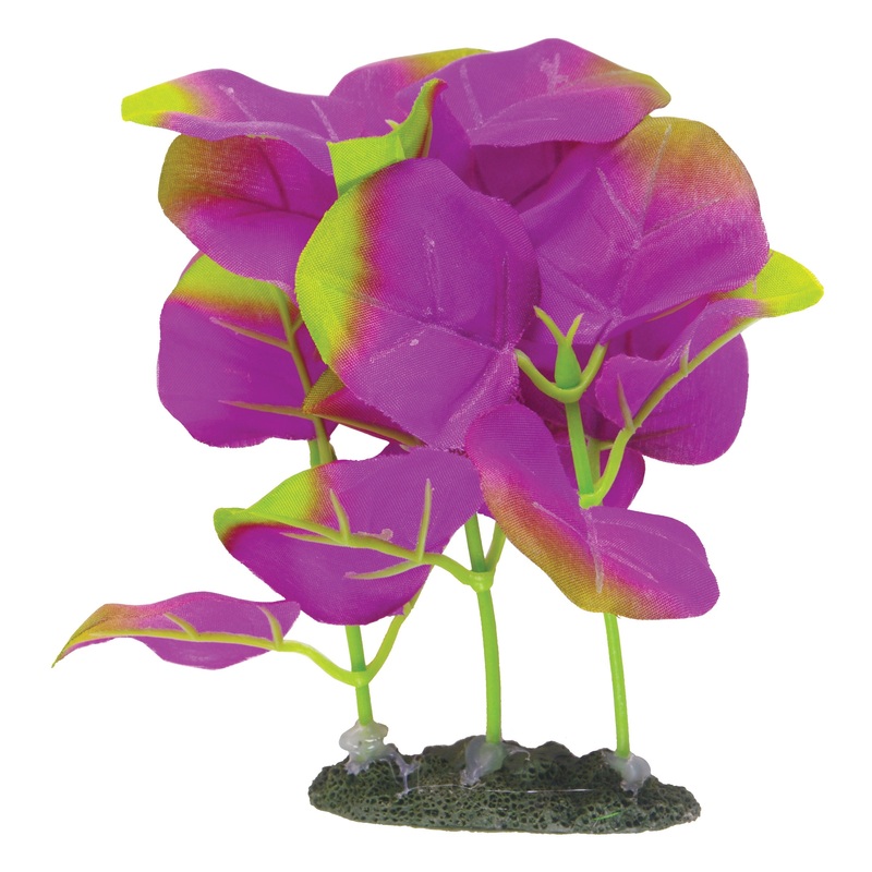 MA Nat Indigo Moneywort Forground Plant