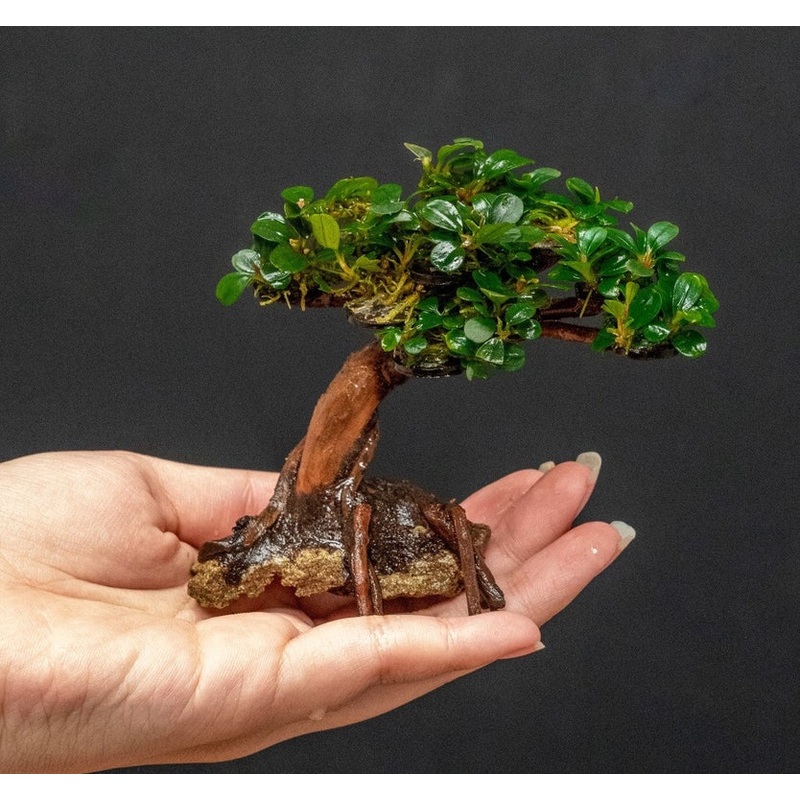 Mixed Bucephalandra on Bonsai