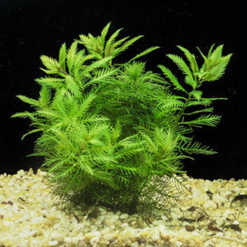 Proserpinaca Palustris "MERMAID WEED"
