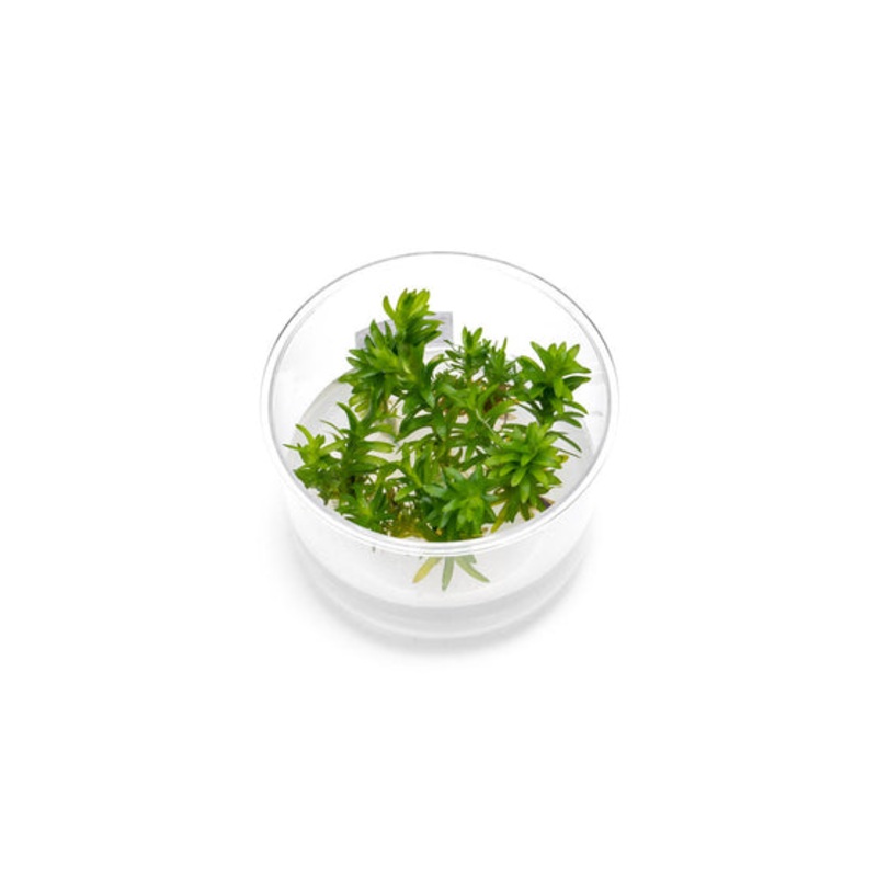 Tonina Fluviatilis Tissue Culture