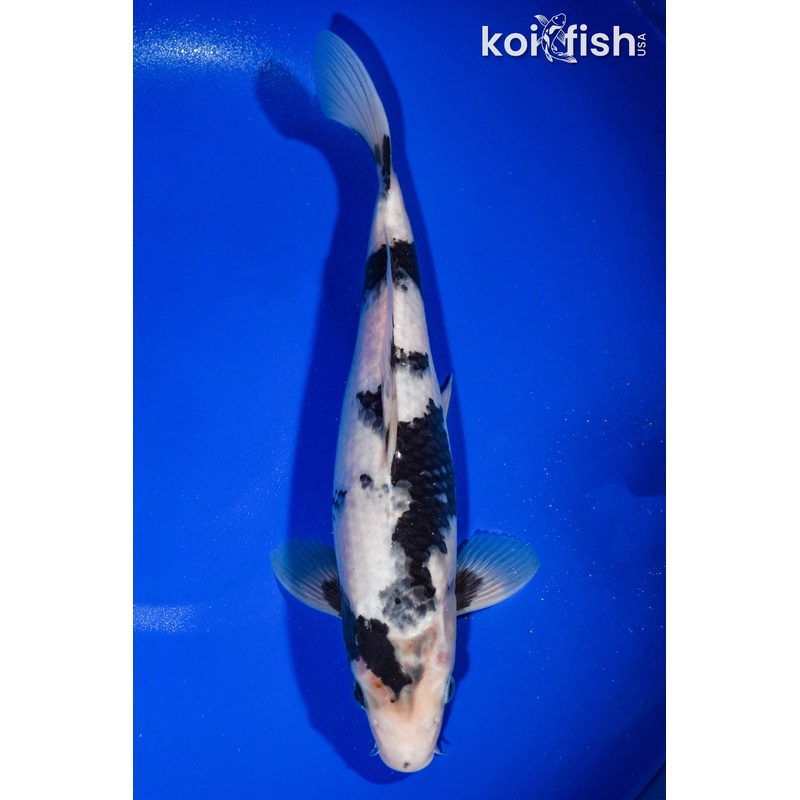 11.5" SHIRO UTSURI