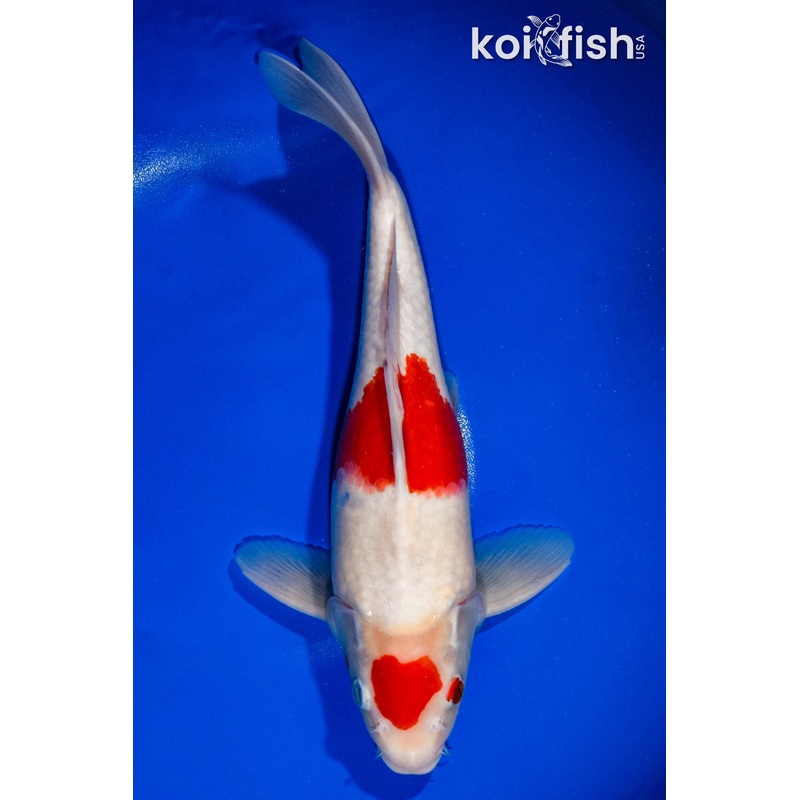 13" MARUTEN KOHAKU
