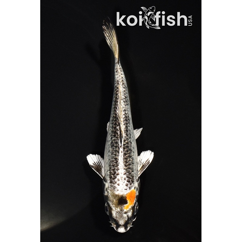 4.75" BENI GINGA