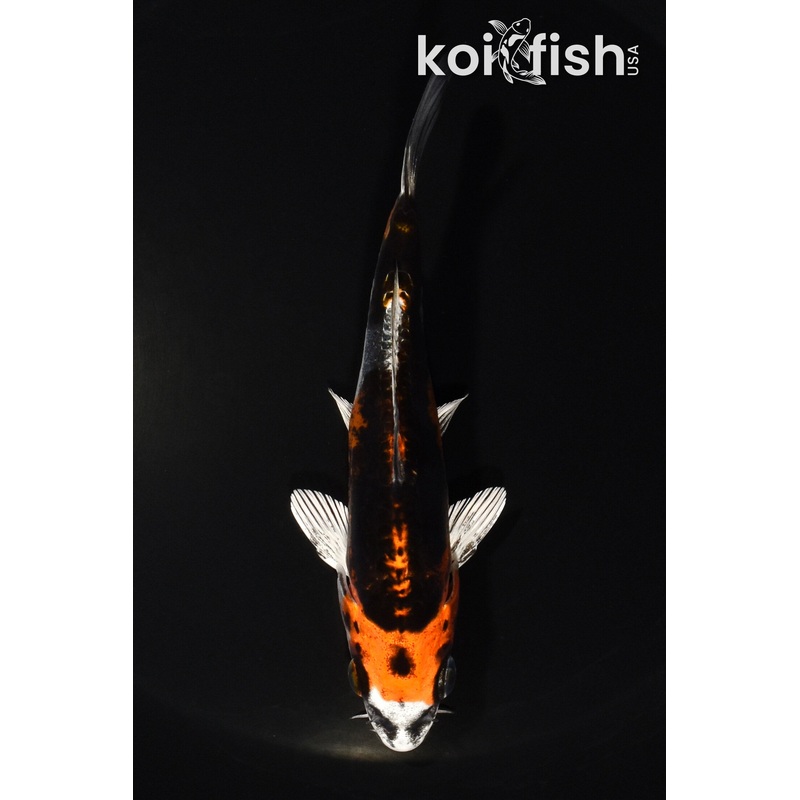 4.75" BENI KIKOKURYU