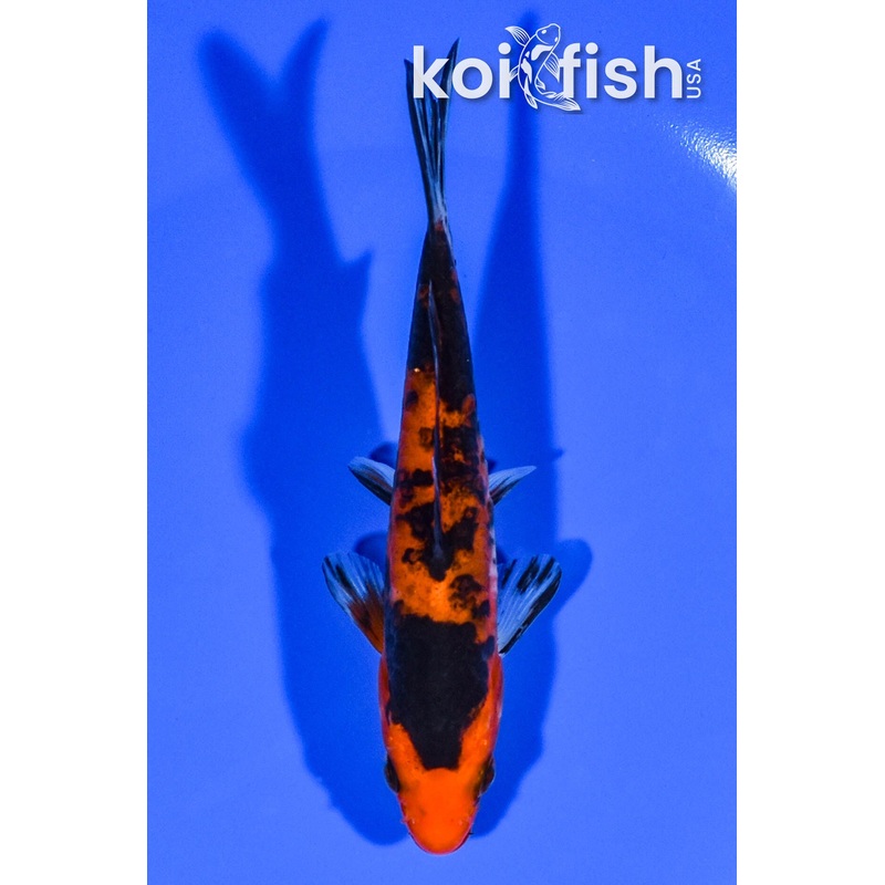 4.75" DOITSU AKA BEKKO