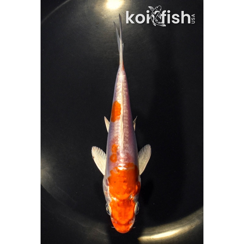 4.75" KIKUSUI