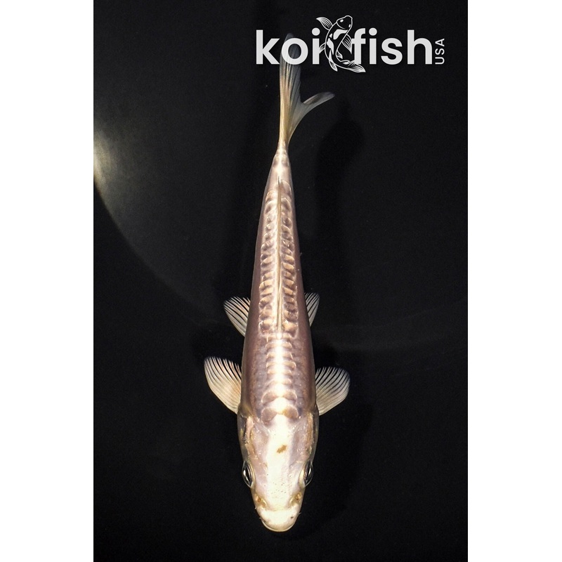 5.25" DOITSU PLATINUM OGON