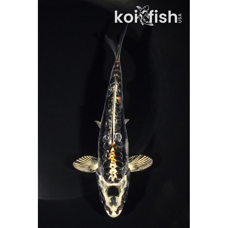 5.25" GINRIN BENI KIKOKURYU