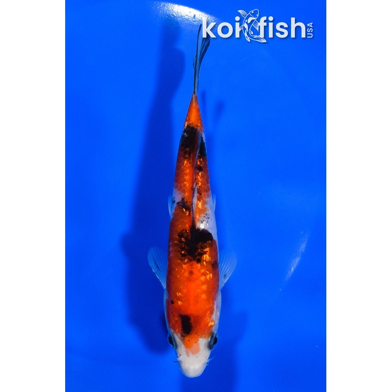 5.25" GINRIN SANKE