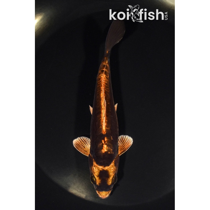 5.25" KABUTO