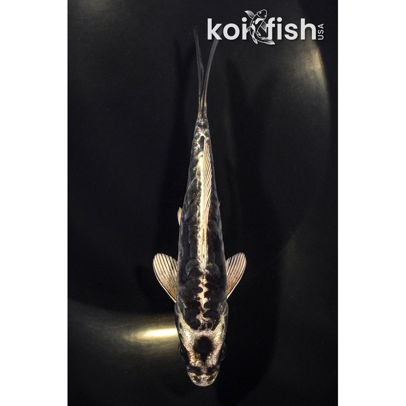 5.25" KIKOKURYU