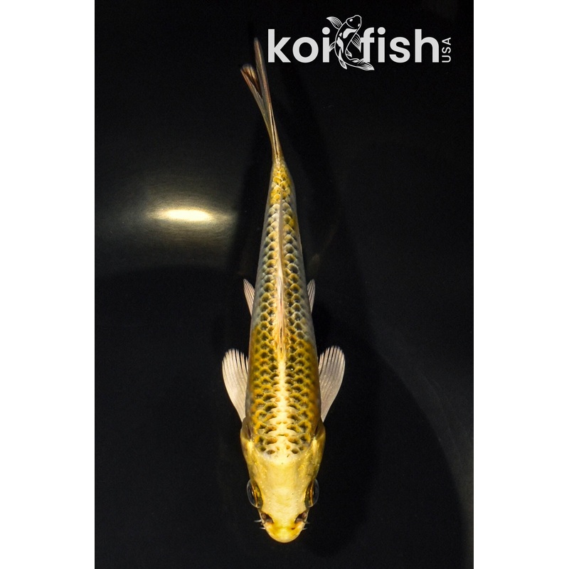 5.25" KUJAKU