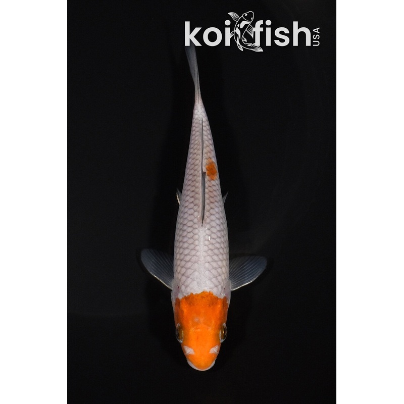 5.25" MARUTEN OCHIBA SHIGURE