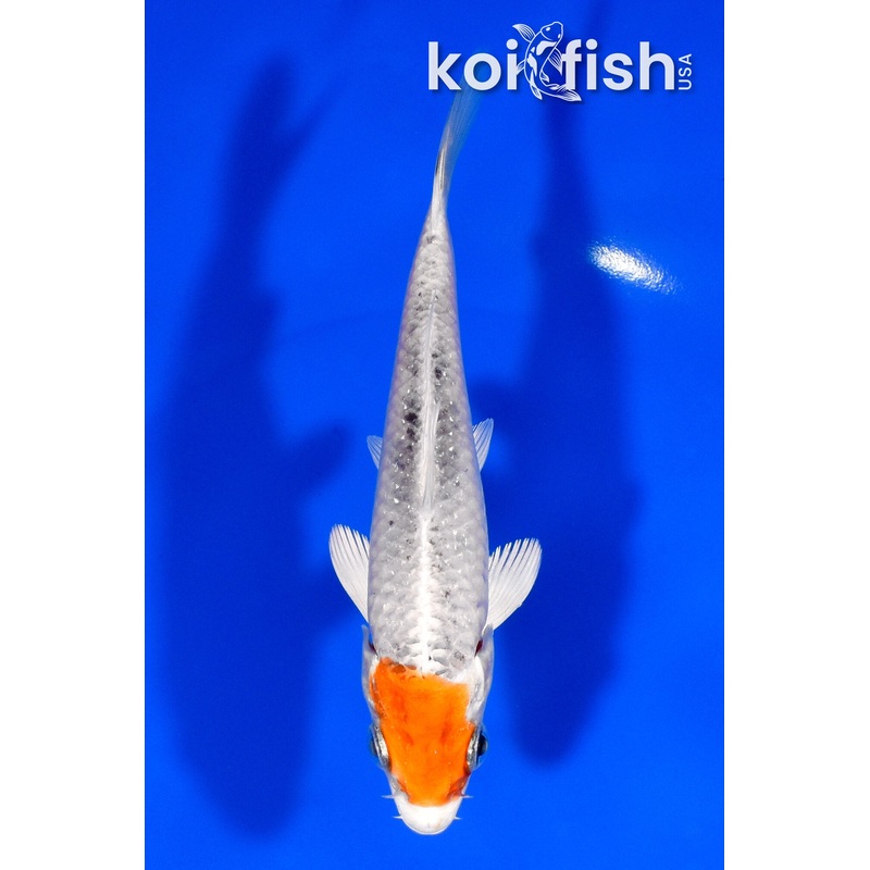 5.25" TANCHO YAMATO NISHIKI