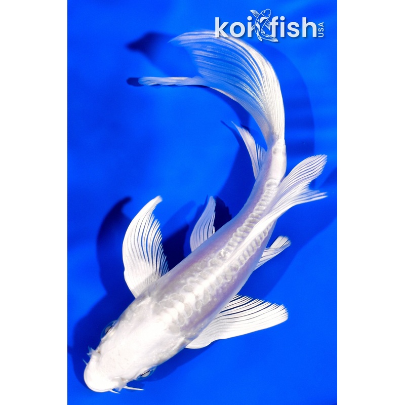 5.5" DOITSU PLATINUM OGON BUTTERFLY