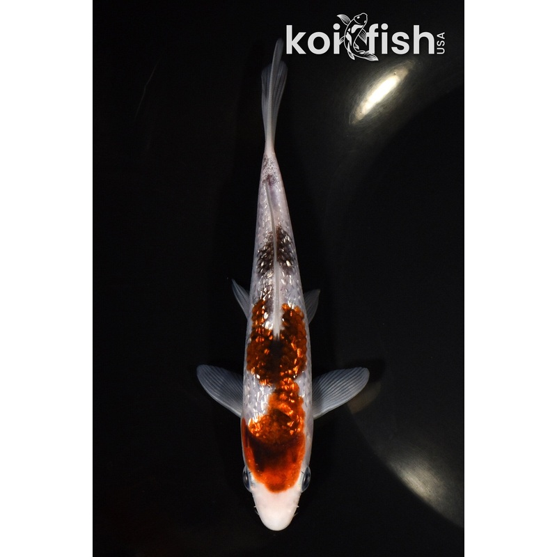5.5" GINRIN GOROMO