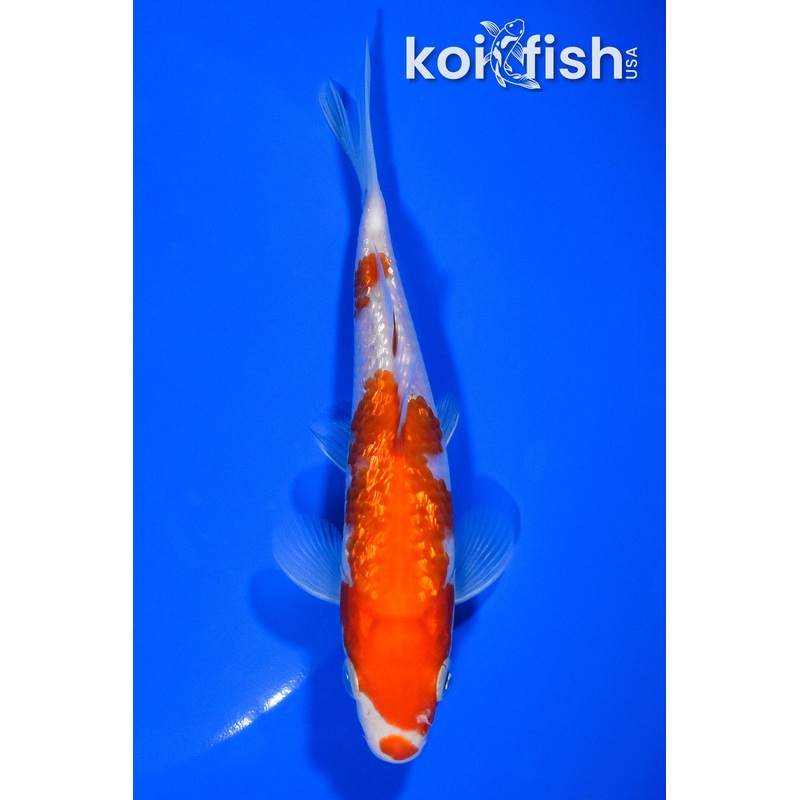 5.5" GINRIN KOHAKU