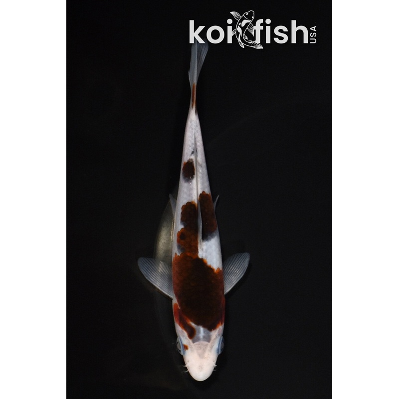 5.5" GOROMO