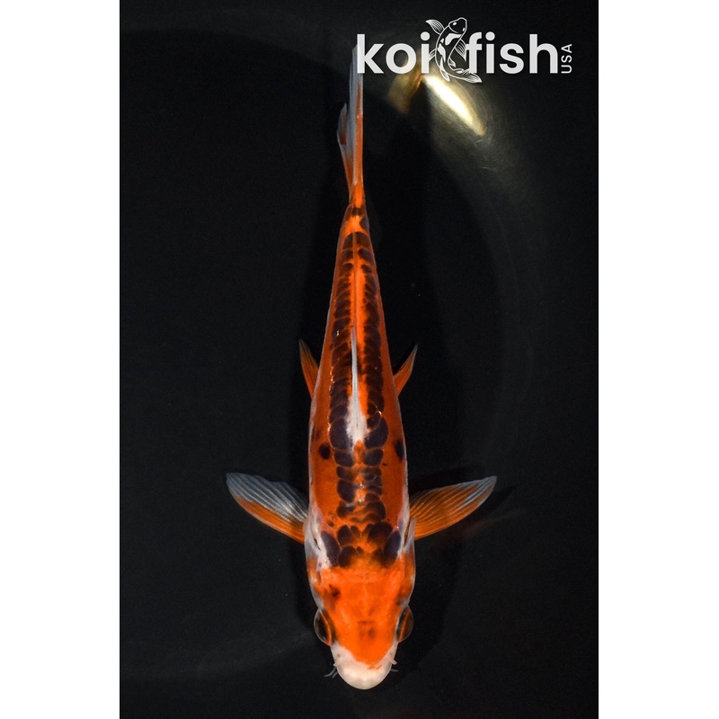 5.5" HI SHUSUI