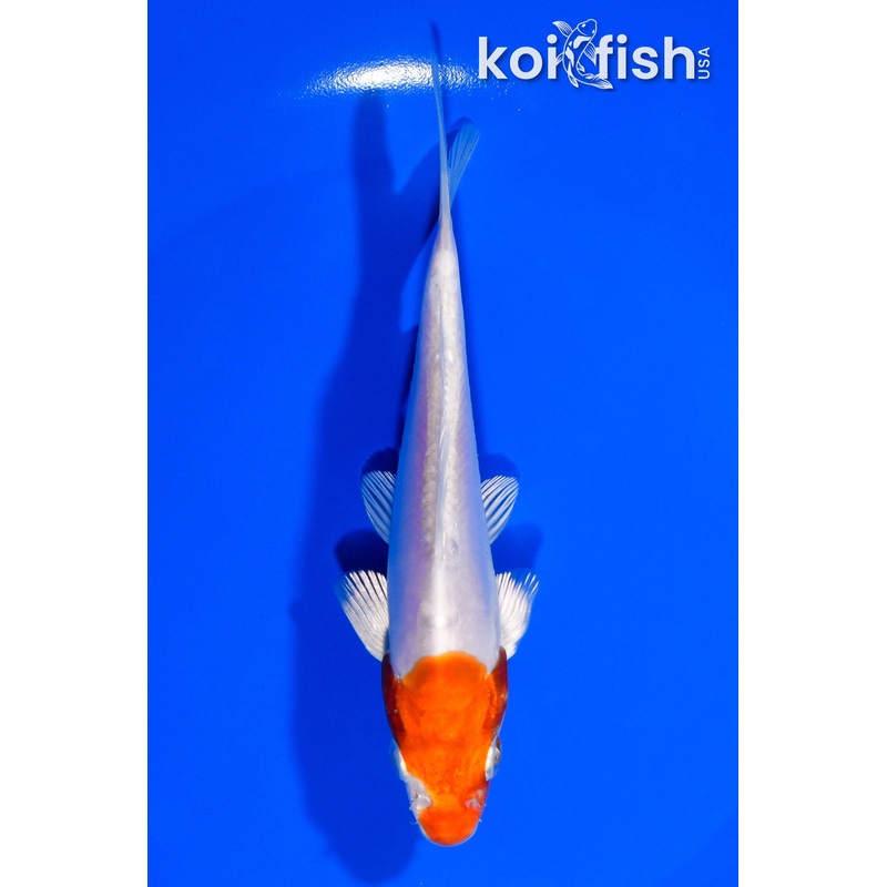 5.5" KIKUSUI