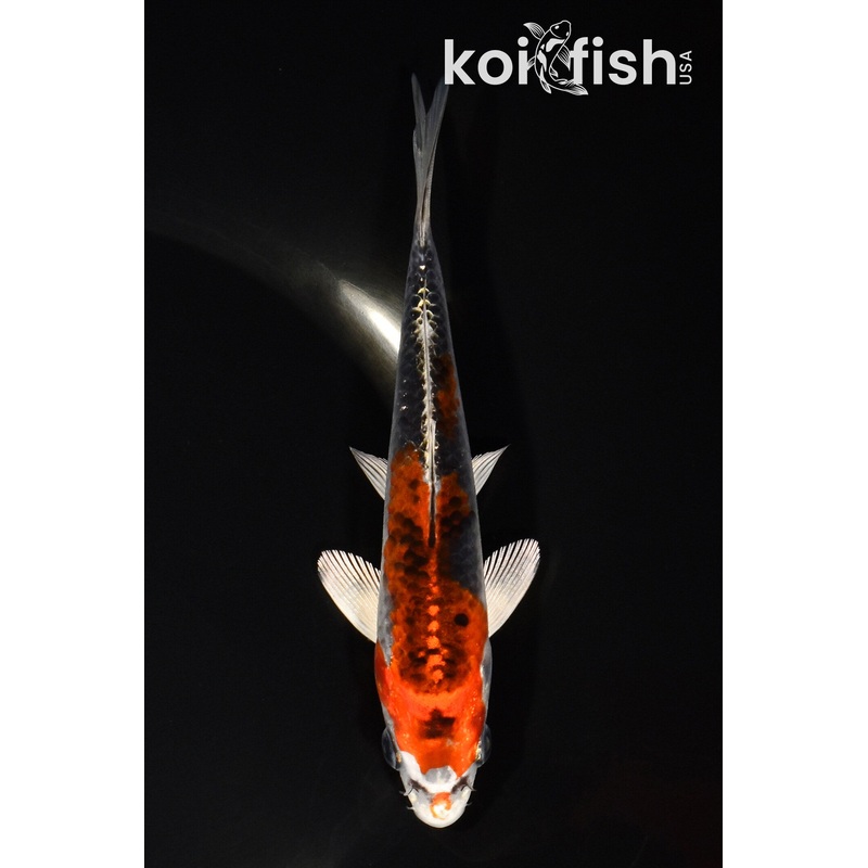 5.5" KUJAKU