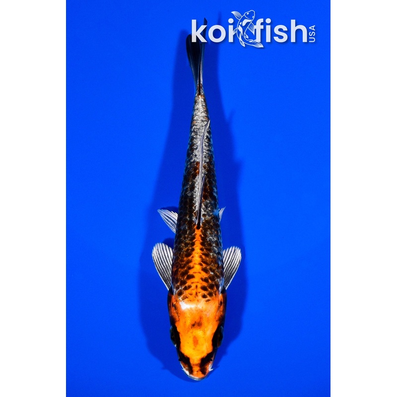 5.75" BENI GINGA
