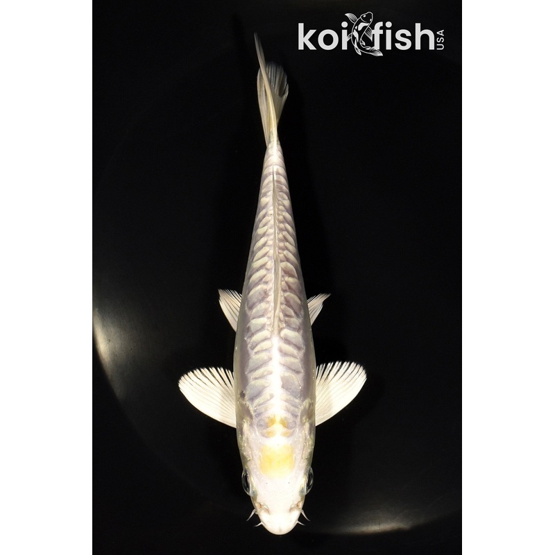 5.75" DOITSU HARIWAKE
