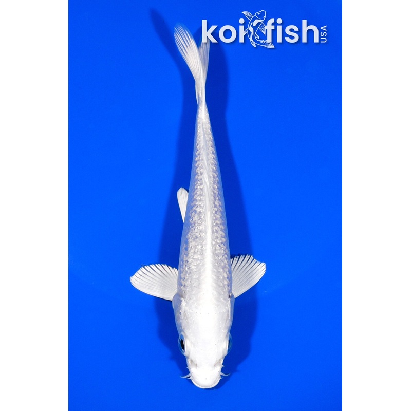 5.75" GINRIN PLATINUM OGON