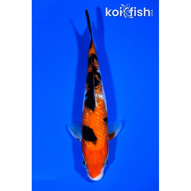 5.75" GINRIN SANKE