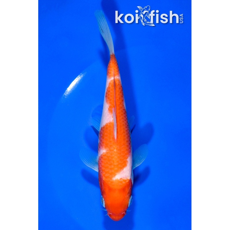 5.75" KOHAKU