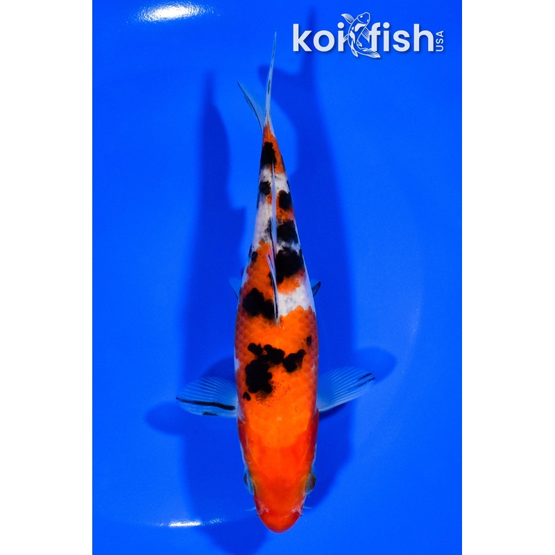 5.75" SANKE