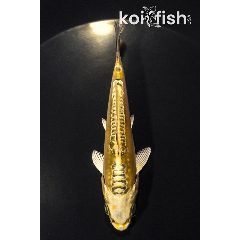 5" DOITSU KI BEKKO