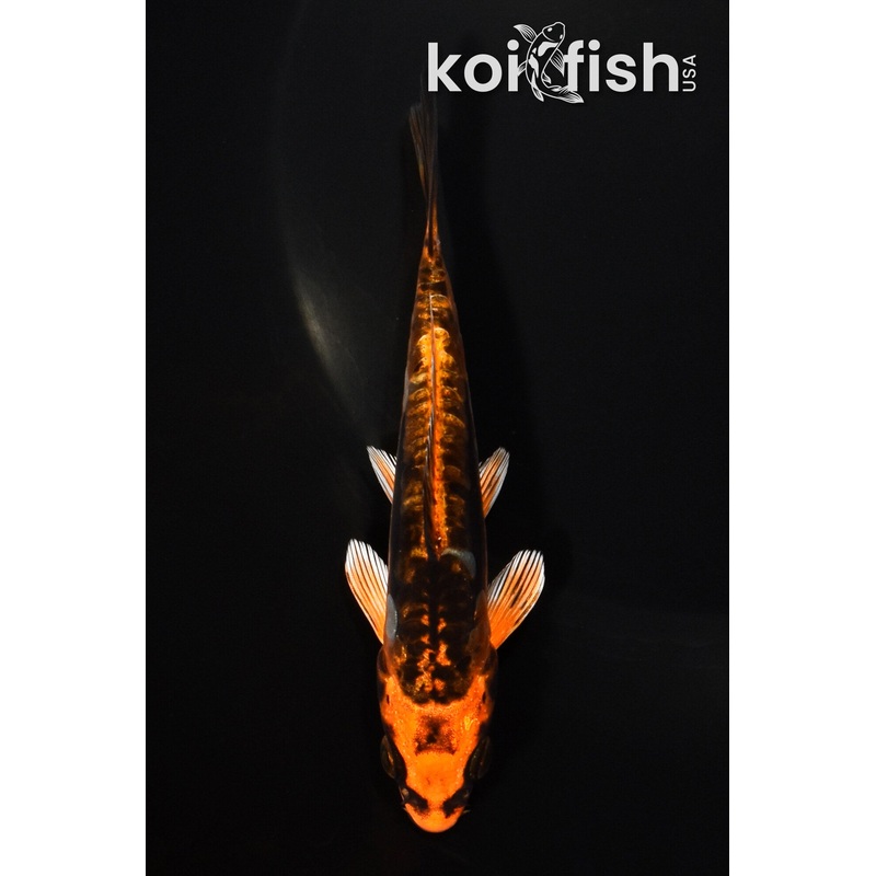 5" DOITSU ORENJI MATSUBA