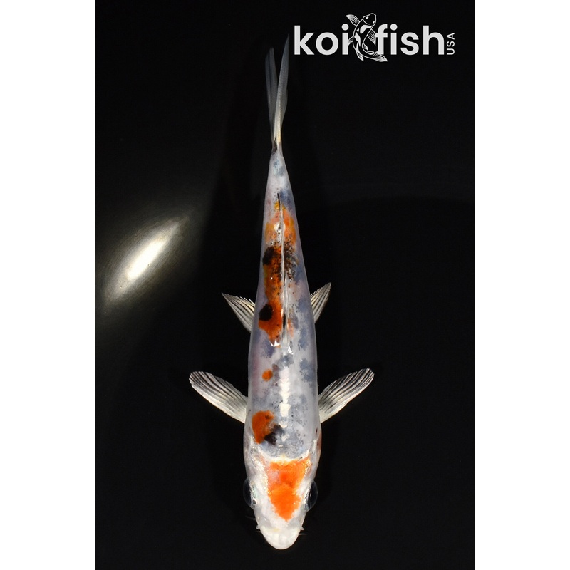 5" HEISEI NISHIKI