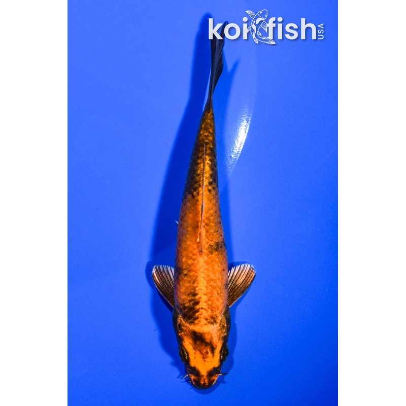 5" KIN HI UTSURI